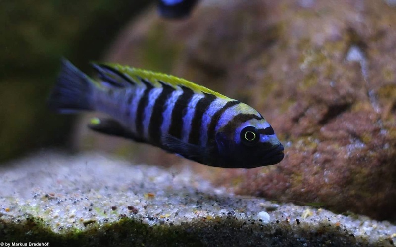 Cynotilapia zebroides 'Hai (Chimate) Reef'